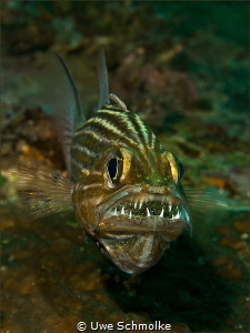 Cardinalfish - mouth full of eggs. by Uwe Schmolke 